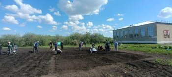 Посадка на пришкольном участке